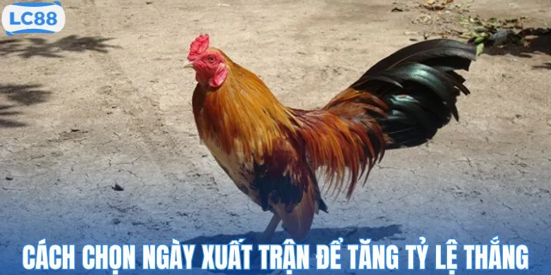 Cách chọn ngày xuất trận để tăng tỷ lệ thắng