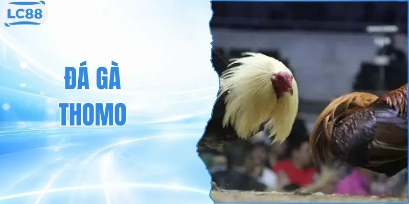 Đá Gà Thomo Phát Sóng 100+ Trận Đấu Kịch Tính Hàng Ngày