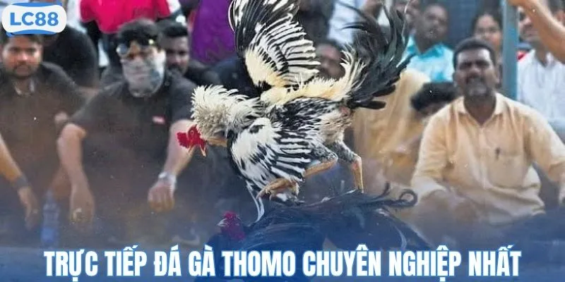 Trực tiếp đá gà Thomo chuyên nghiệp nhất